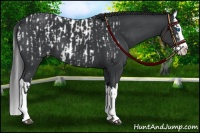 Horse Color:Black Sabino Splash Appaloosa and Black Sabino Splash