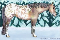 Horse Color:Painted Nacre Brown Onyx Appaloosa 