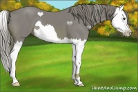 Horse Color:Watercolor Chestnut Splash 