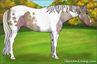 Horse Color:Nacre Silver Black Tobiano 
