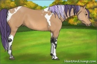 Horse Color:Painted Buckskin Tobiano
