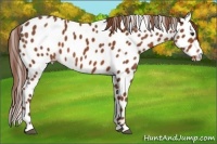 Horse Color:Chestnut Appaloosa 