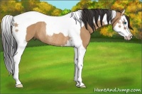 Horse Color:Bay Dun Splash Tobiano Rabicano 