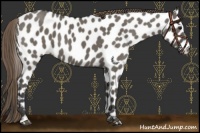 Horse Color:Smoky Grullo Sabino Near Leopard 