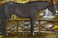 Horse Color:Smoky Black  and Smoky Black 
