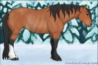 Horse Color:Bay Rabicano 