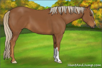 Horse Color:Gray Palomino