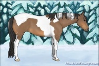 Horse Color:Buckskin Tobiano