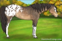 Horse Color:White Spotted Buckskin Appaloosa 