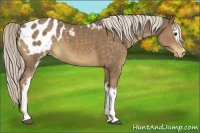 Horse Color:White Spotted Chocolate Palomino Appaloosa
