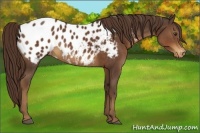 Horse Color:Liver Chestnut Appaloosa 