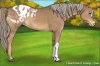 Horse Color:Chocolate Palomino Varnish 