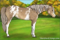 Horse Color:White Spotted Chocolate Palomino Appaloosa 