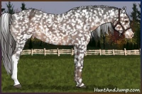 Horse Color:Liver Chestnut Snowflake Varnish