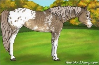 Horse Color:White Spotted Chocolate Palomino Appaloosa