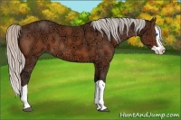 Horse Color:Silver Bay Ice Splash 