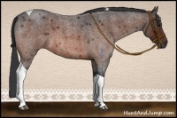 Horse Color:Bay Roan Tobiano