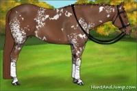 Horse Color:White Spotted Chestnut 