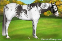 Horse Color:White Spotted Liver Chestnut Tobiano
