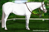 Horse Color:Liver Chestnut Tobiano Appaloosa