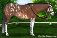 Horse Color:Bay Splash Frame Appaloosa and Bay Splash