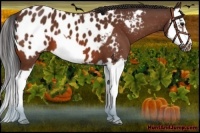 Horse Color:Bay Splash Frame Appaloosa 