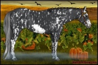 Horse Color:Black Appaloosa and Black Splash Frame