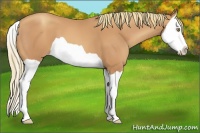 Horse Color:Gold Champagne Splash 