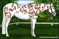 Horse Color:Silver Bay Sabino Splash Near Leopard Rabicano 