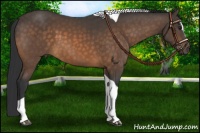 Horse Color:Buckskin Sabino Tobiano 