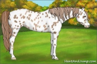 Horse Color:Liver Chestnut Pearl Near Leopard 
