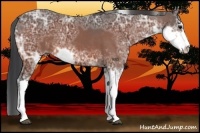 Horse Color:Brown Ice Sabino 
