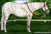 Horse Color:Liver Red Dun  and Chocolate Palomino Appaloosa 