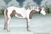 Horse Color:Silver Black Splash Tobiano Rabicano