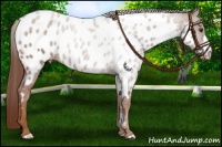 Horse Color:Chestnut Near Leopard