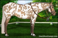 Horse Color:Silver Bay Dun Near Leopard