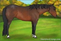 Horse Color:Brown 