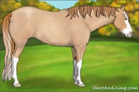 Horse Color:Gold Champagne Roan Splash 