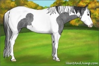 Horse Color:Blue Roan Splash Tobiano 