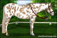 Horse Color:Palomino Near Leopard 