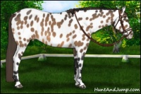 Horse Color:Buckskin Leopard 