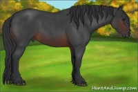 Horse Color:Brown Roan