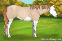 Horse Color:Gold Champagne Roan Splash 