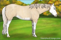 Horse Color:Gold Cream Champagne Roan Splash 