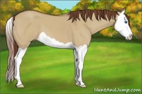 Horse Color:Red Dun Splash 