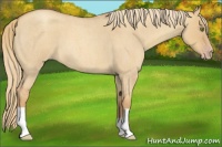 Horse Color:Gold Champagne Roan Dun