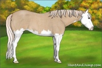 Horse Color:Palomino Roan Splash