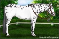 Horse Color:Black Frame Near Leopard
