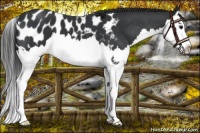 Horse Color:Black Sabino Splash Appaloosa 