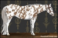 Horse Color:Buckskin Splash Tobiano Appaloosa  and Chocolate Palomino Sabino Splash Appaloosa 